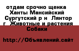 отдам срочно щенка - Ханты-Мансийский, Сургутский р-н, Лянтор г. Животные и растения » Собаки   